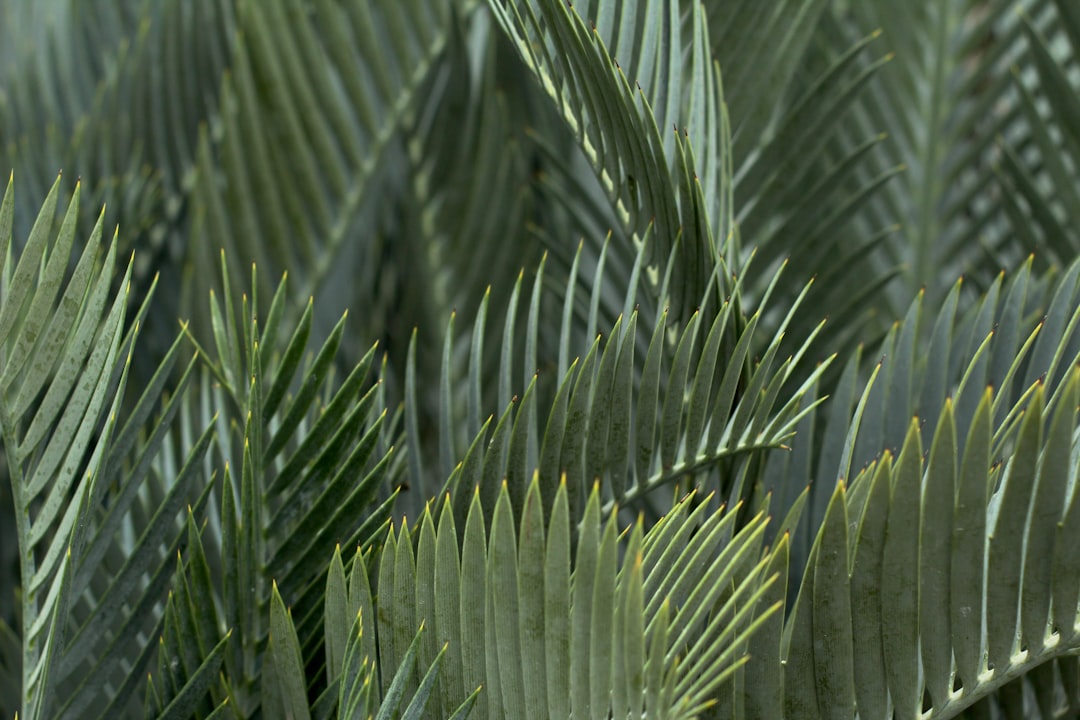 Photo Palm branches