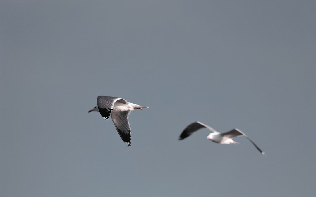 Photo Dark wings