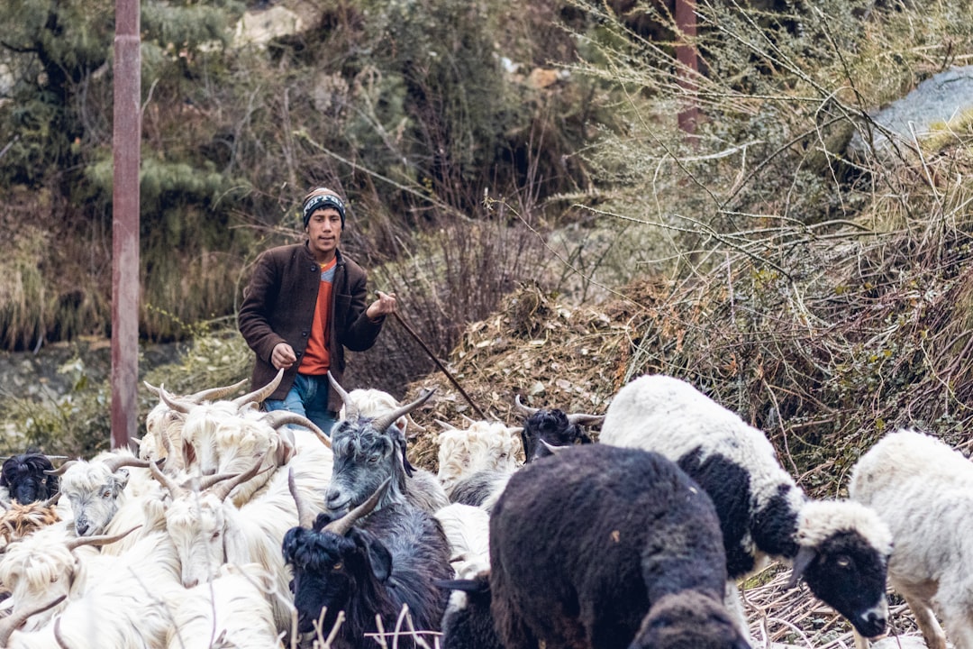 Photo Shepherd with sheep